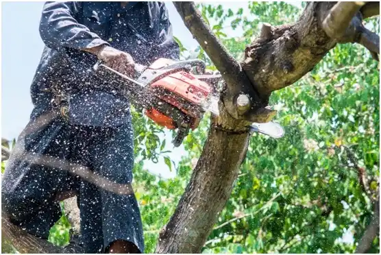 tree services Milwaukie
